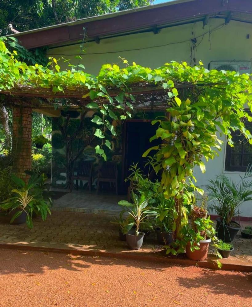 אנוראדפורה Olivia Homestay מראה חיצוני תמונה